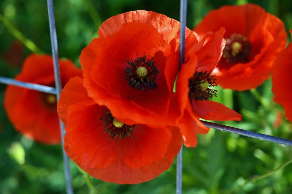 incredibly handsome Poppy Klatschrose