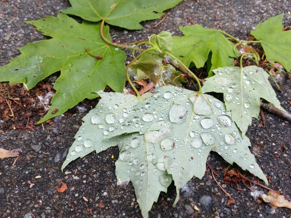Dew on the colorful leaves on the ground