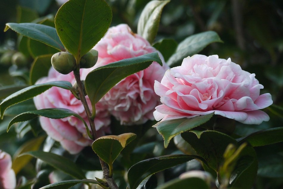 Camellia Flowers Garden Floral