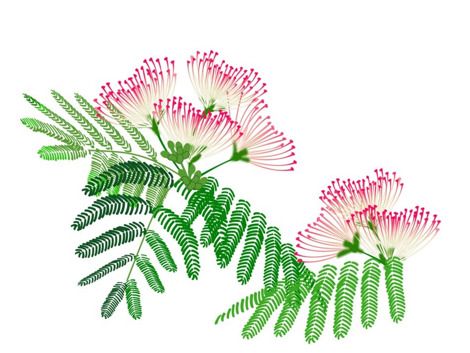 Picture of pink albizzia julibrissin