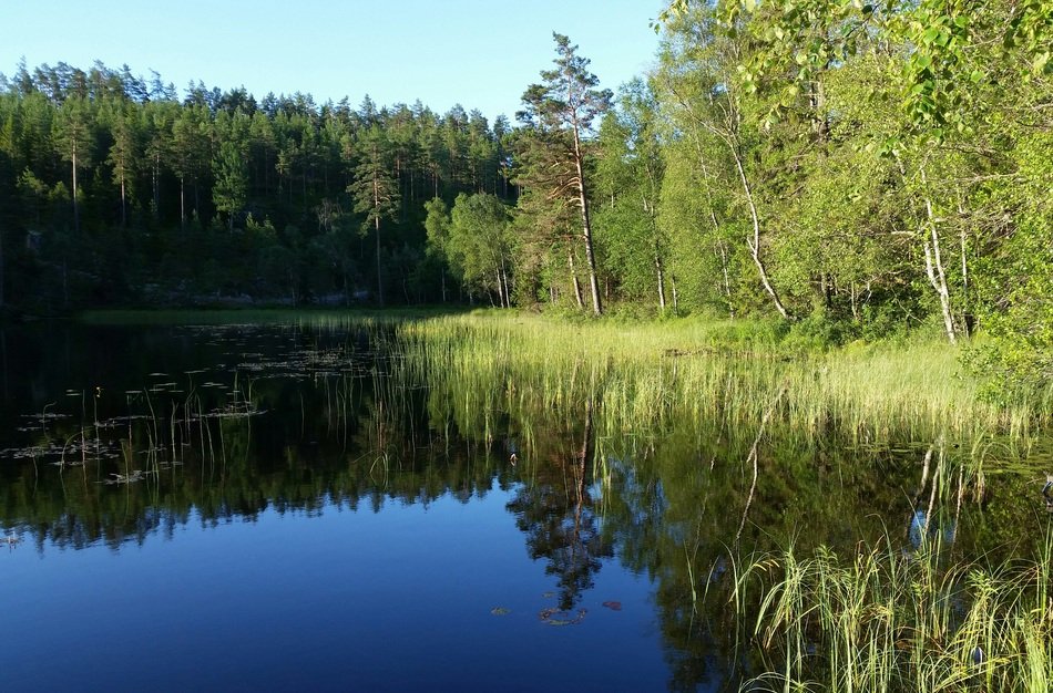tarn among green forest on a sunny day