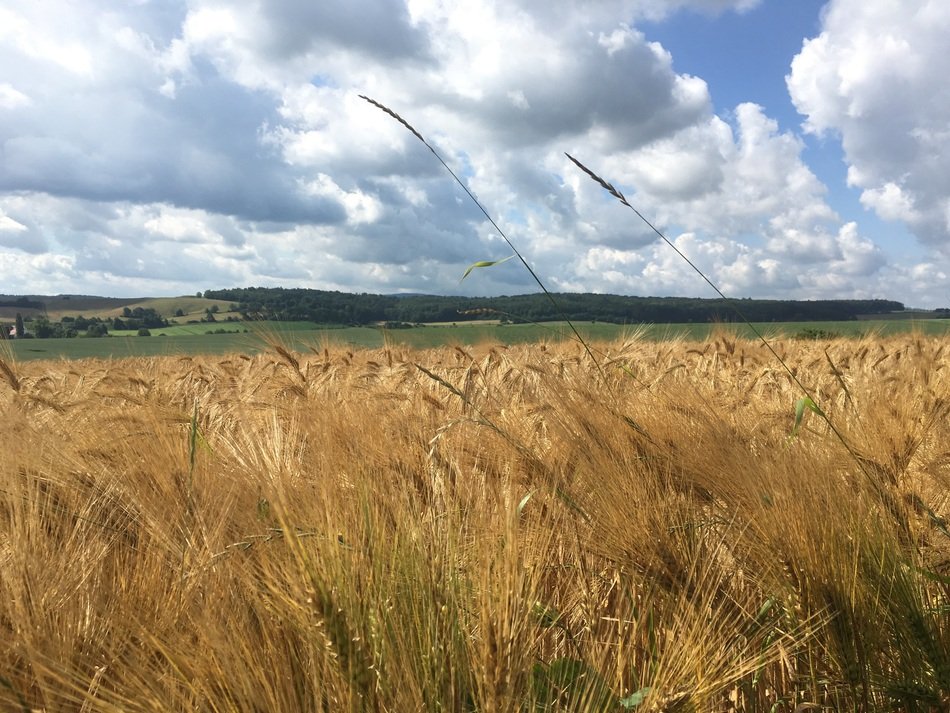 panorama of golden cereal field