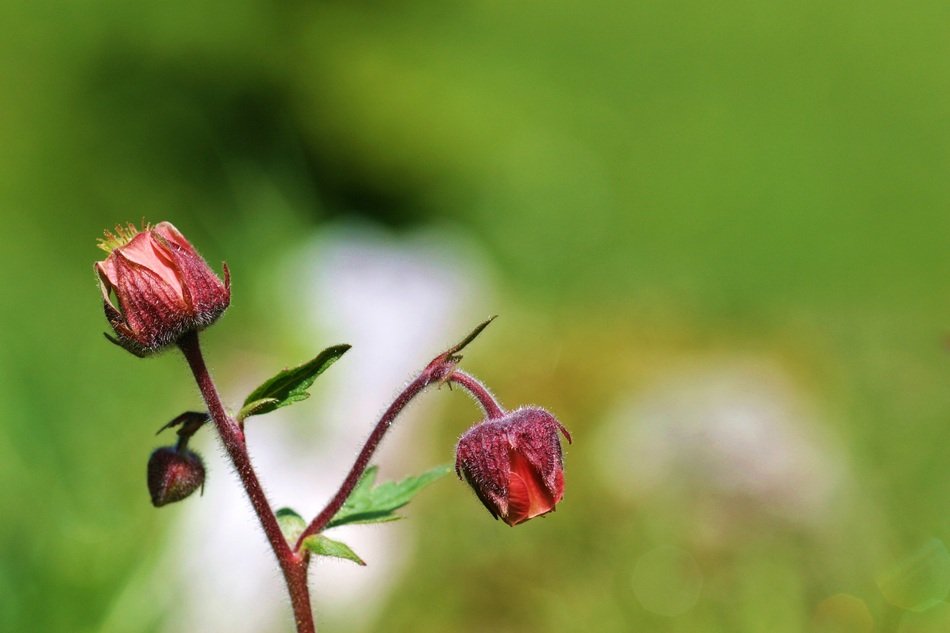 Beautiful colorful geum flowers on the mountain