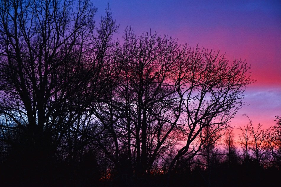 Silhouettes of trees on a background of pink sky during sunset