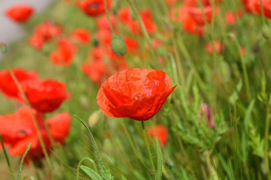 Poppy Field Of Poppies