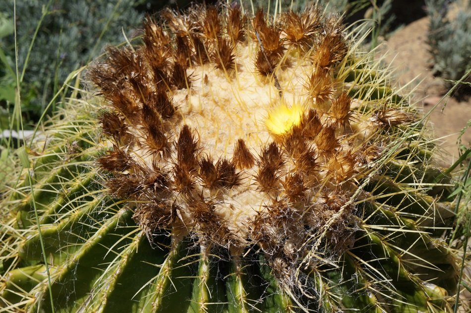 Cactus in the summer