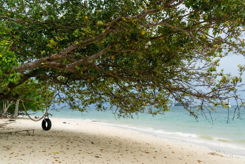 swing on a big tree on thailand beach