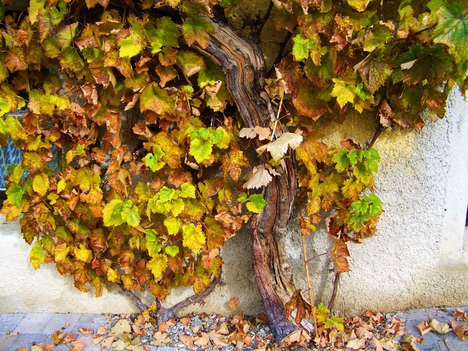old grape bush