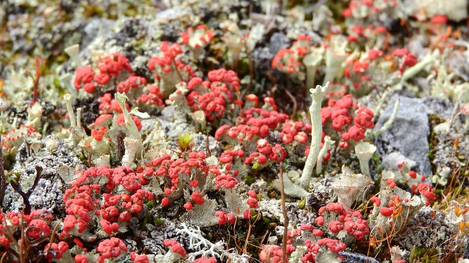 Lichen plants Land in Sweden