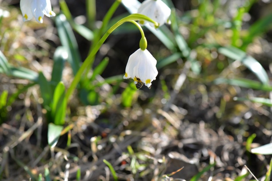 Leucojum vernum or Fruehlingsknotenblume