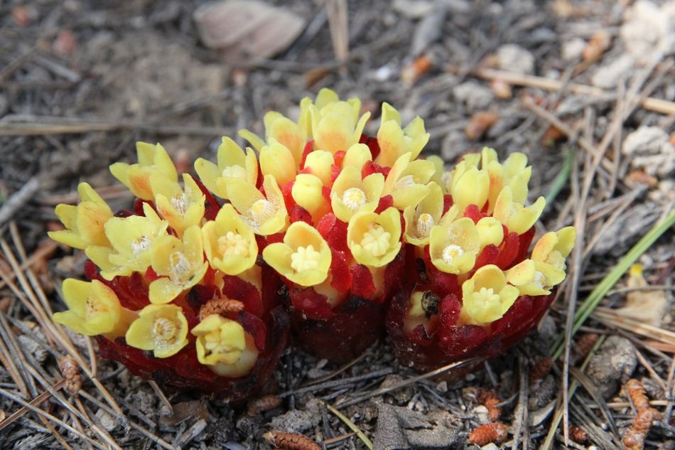 Yellow flower in autumn forest
