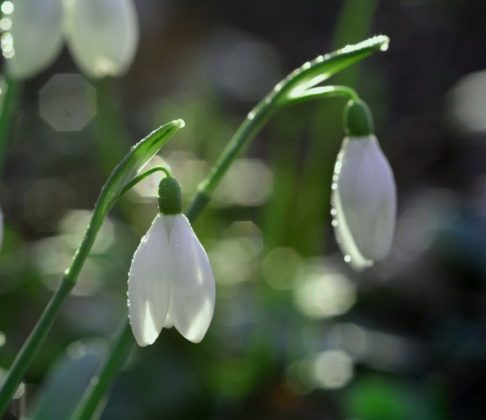 Snowdrop in nature in spring time