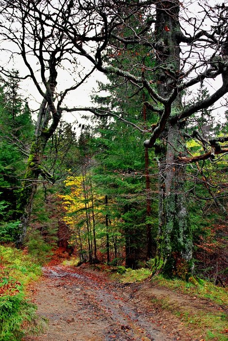 the road in the autumn forest