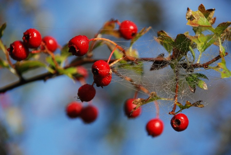 spider web on red rowan