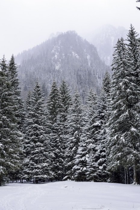 Snowy pine Trees Forest Frost