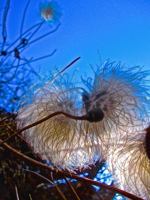 blooming cotton against the blue sky in autumn