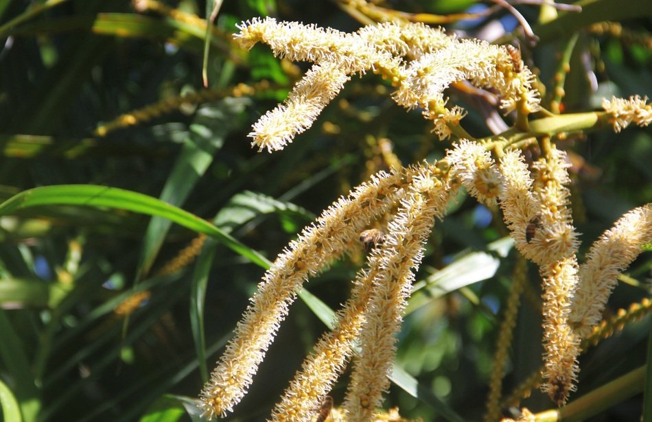 coconut tree flowers