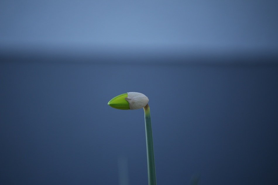 green plant on a blue background