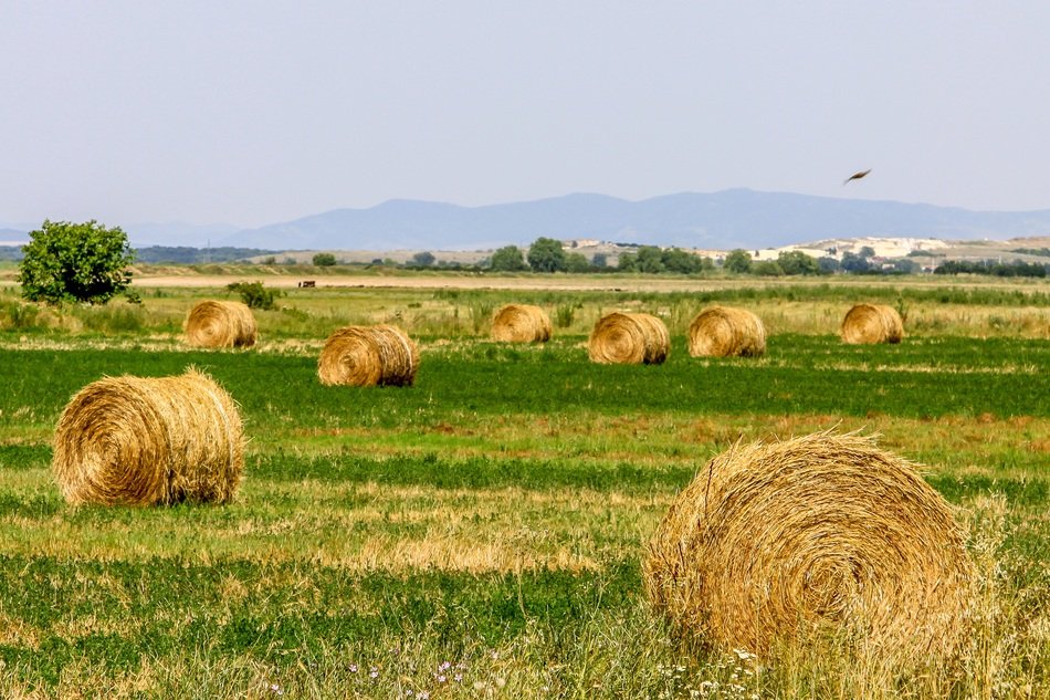 landscape of Field in the countryside