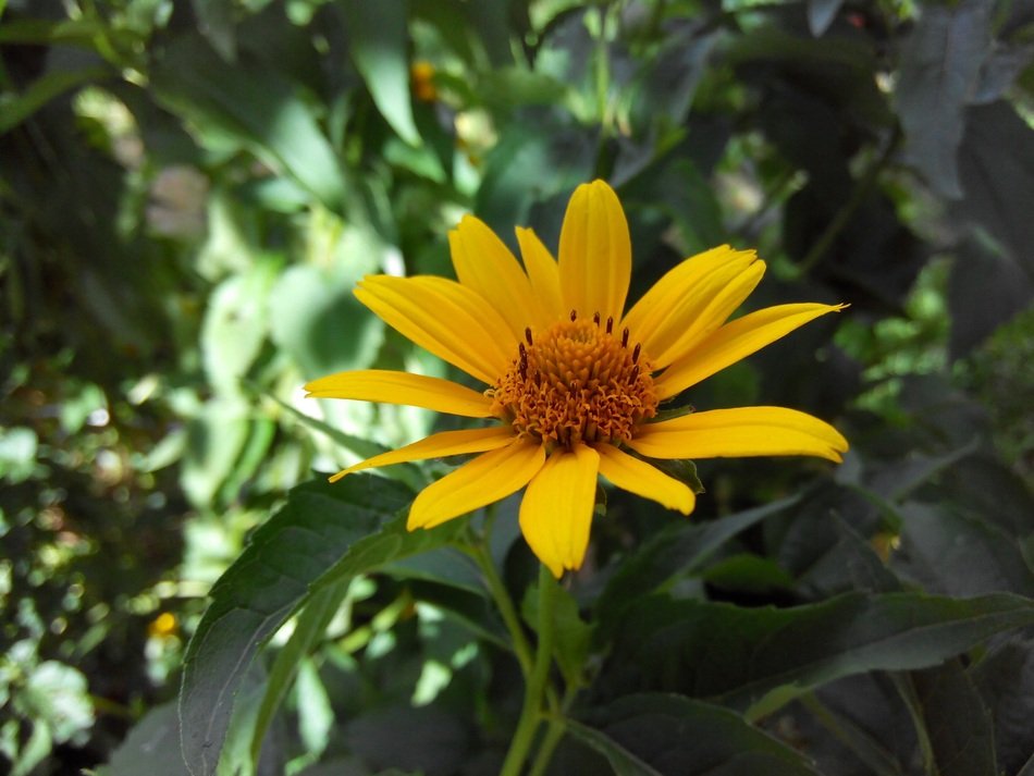 yellow flower in the garden in Ukraine