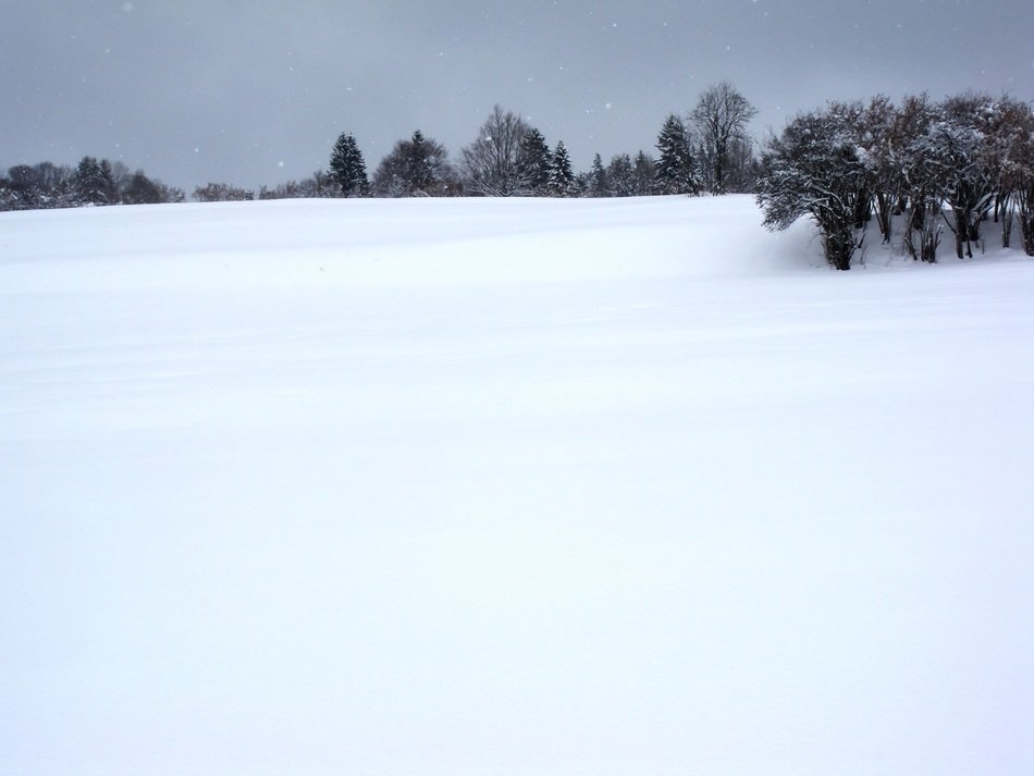 field in the snow next to the trees