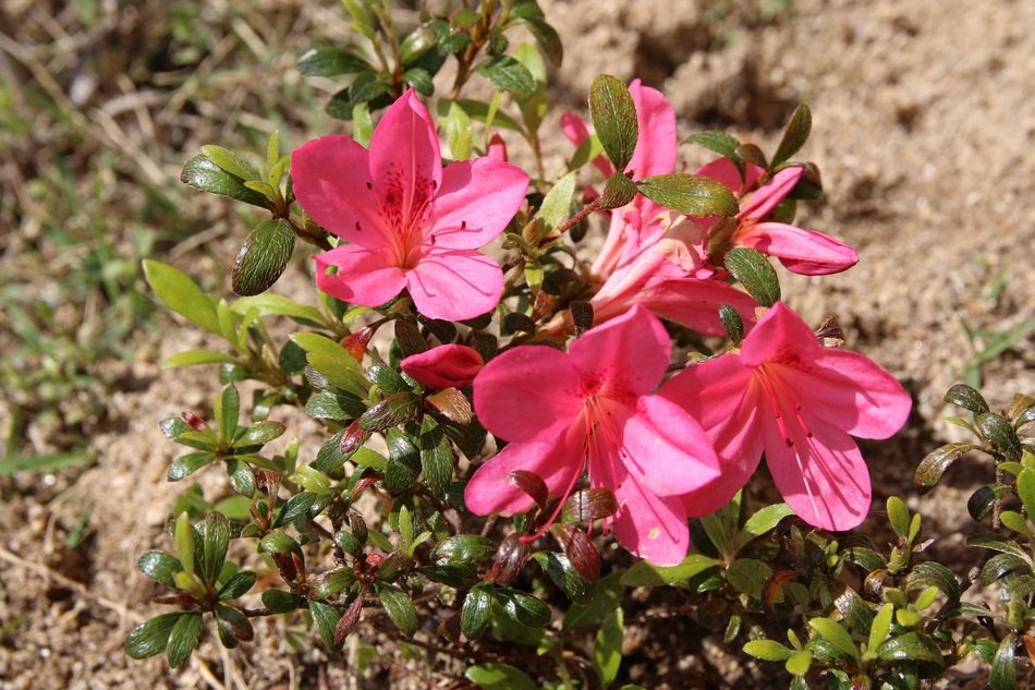pink azalea in the sun