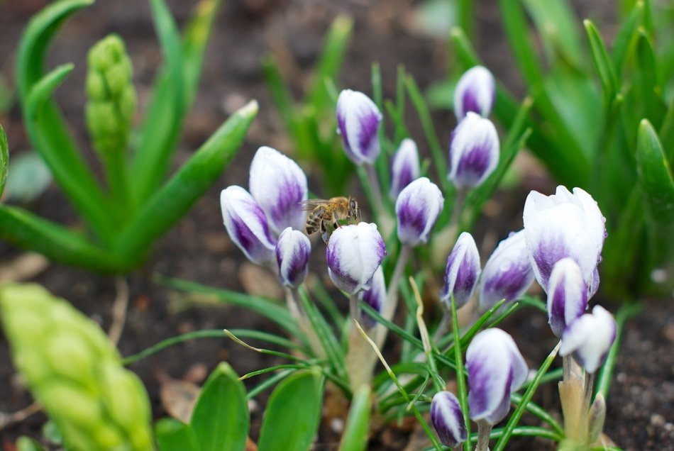 pleasant Crocus Spring