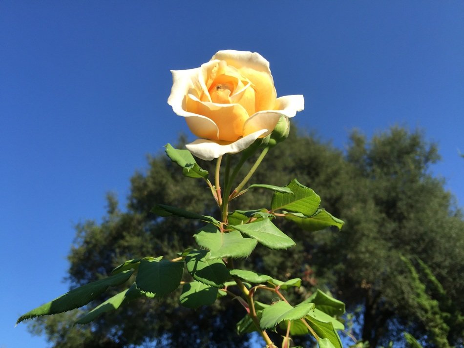 Picture of Yellow rose flower