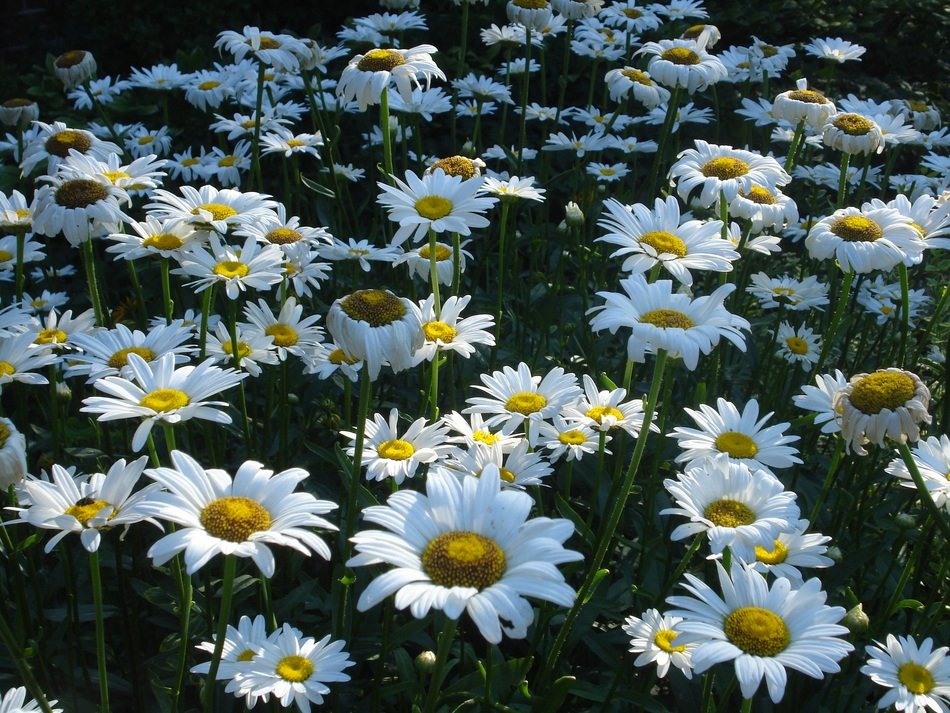 large blooming daisies in the shadow on the field