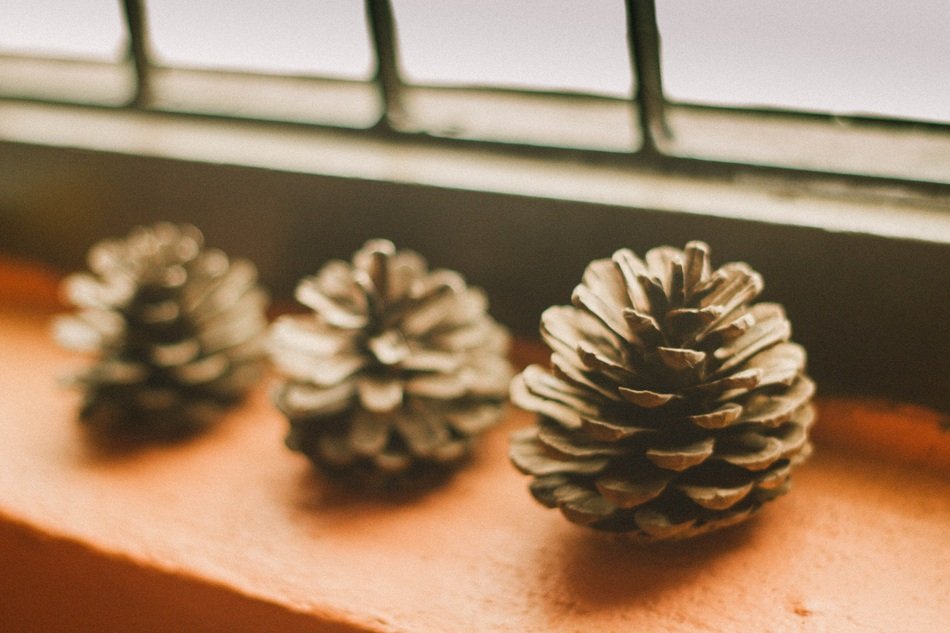 incredibly beautiful Pine Cones