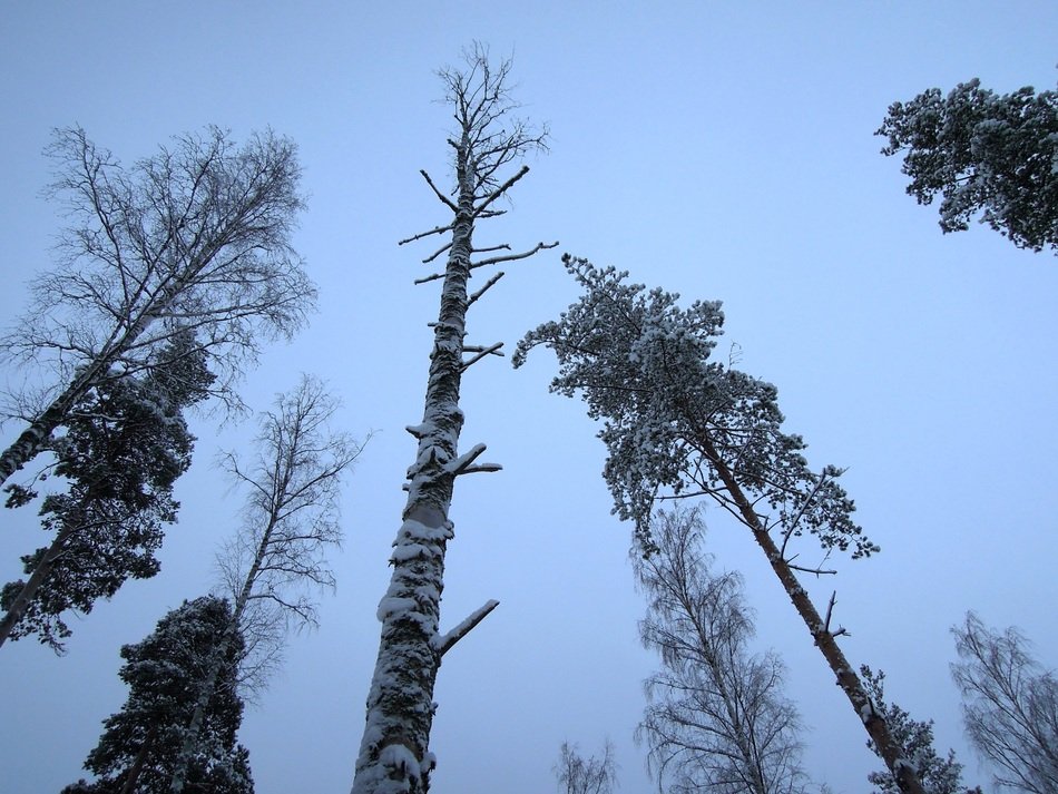 tall trees in a finnish forest against a gray sky