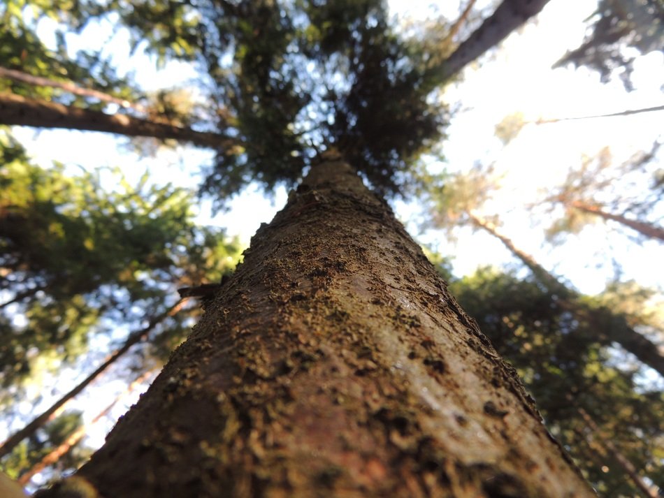 high tree trunk bottom view