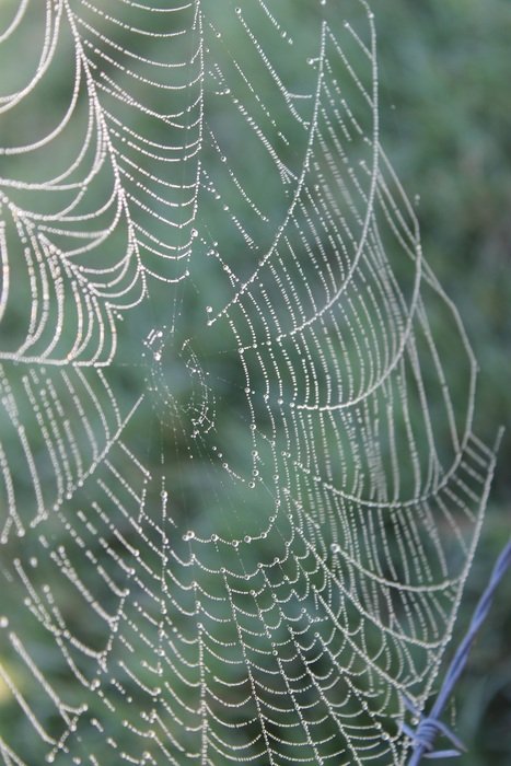 round web in dewdrops closeup