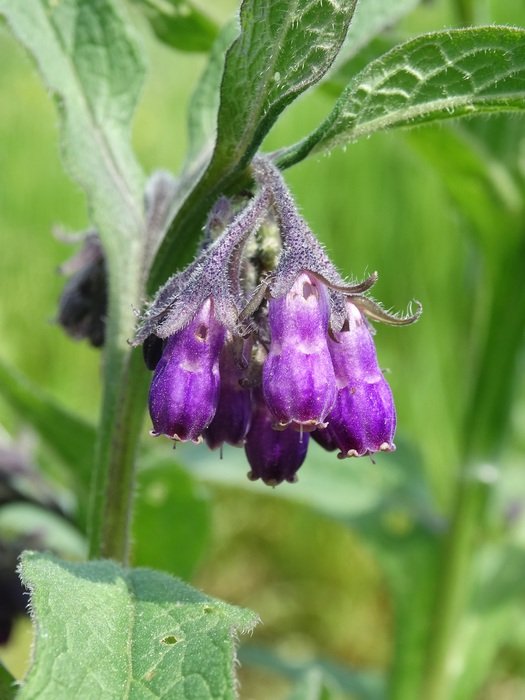 violet lungwort flowers