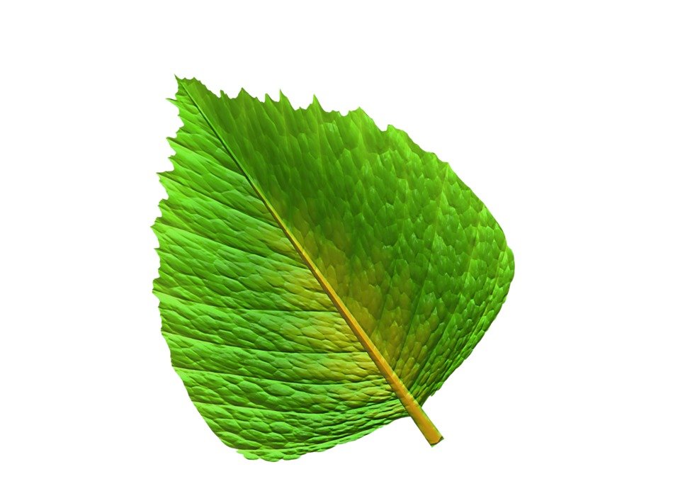 Leaf drawing