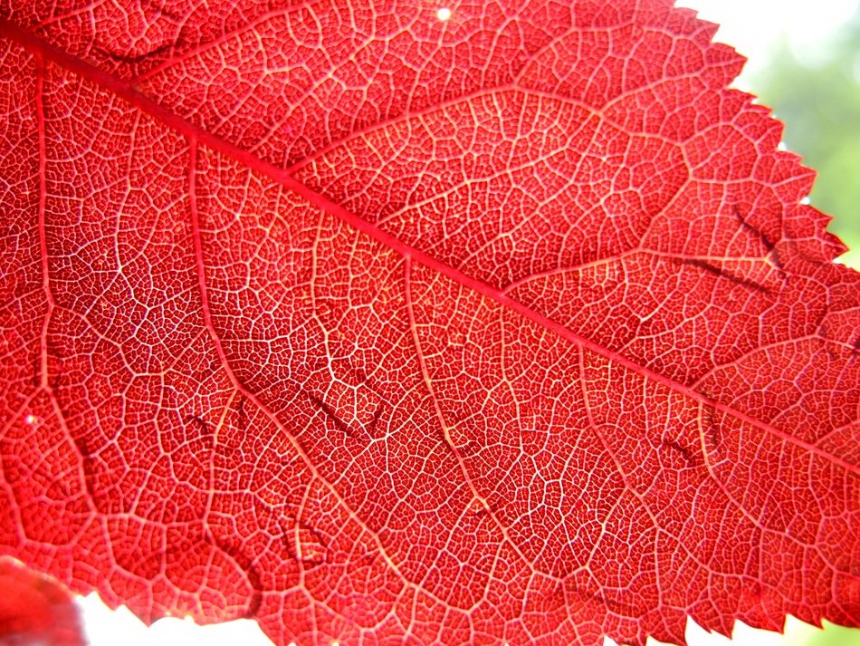 red leaf in drops of water close-up