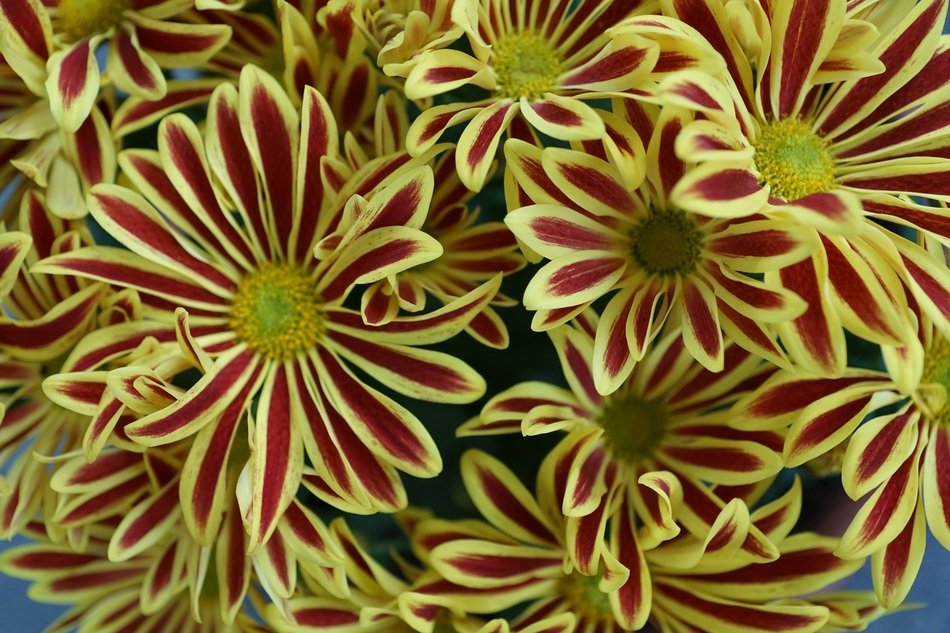 bouquet of striped chrysanthemums