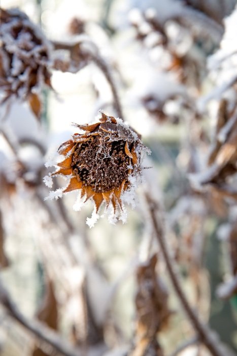 dry flowers in frost close up