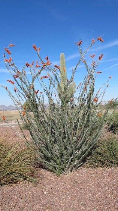 Desert Plant Nature Tucson