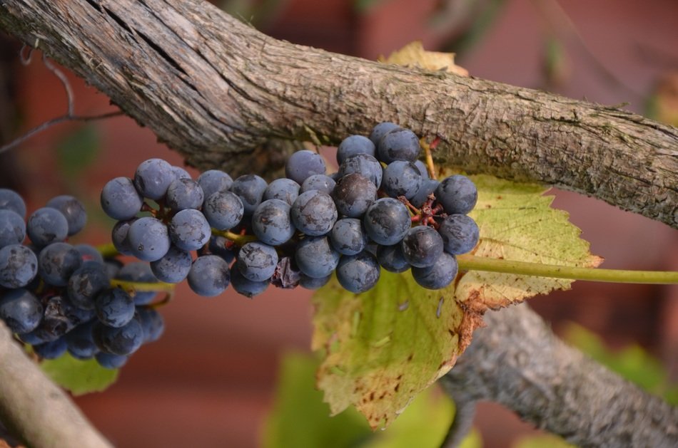 Bunch of grapes in the summer