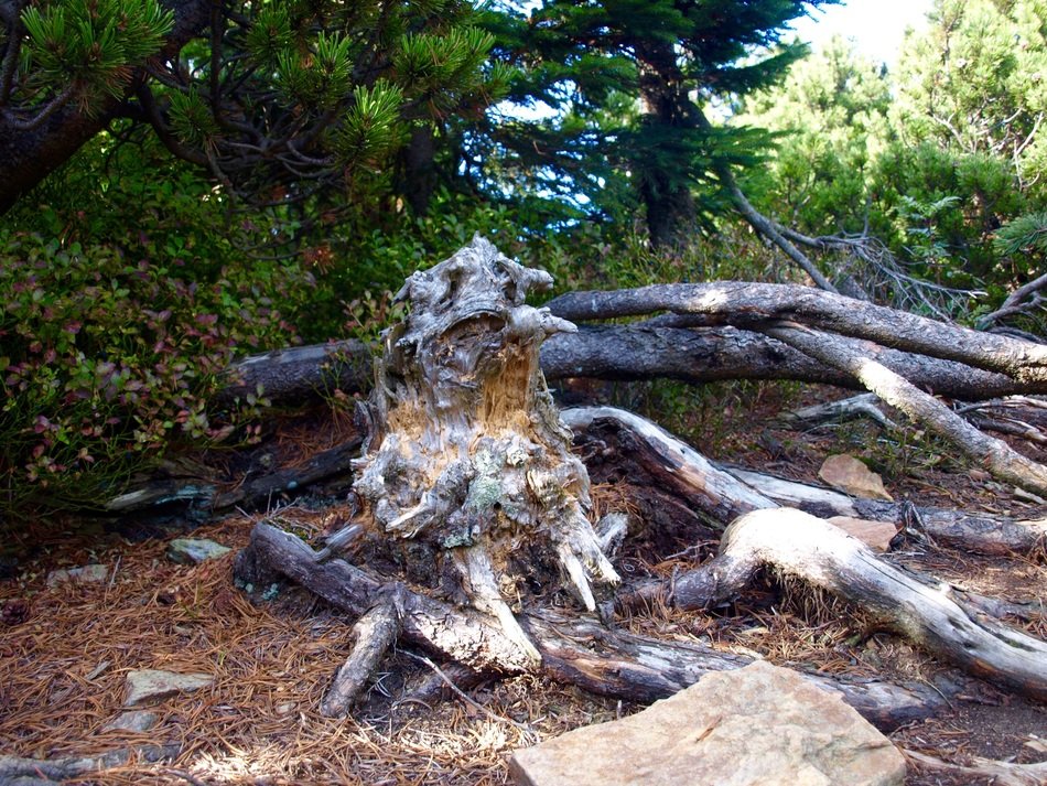 Picture of The Roots Of The trees