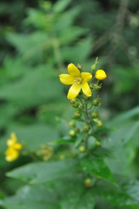 Plant Wild Plant Nature Green