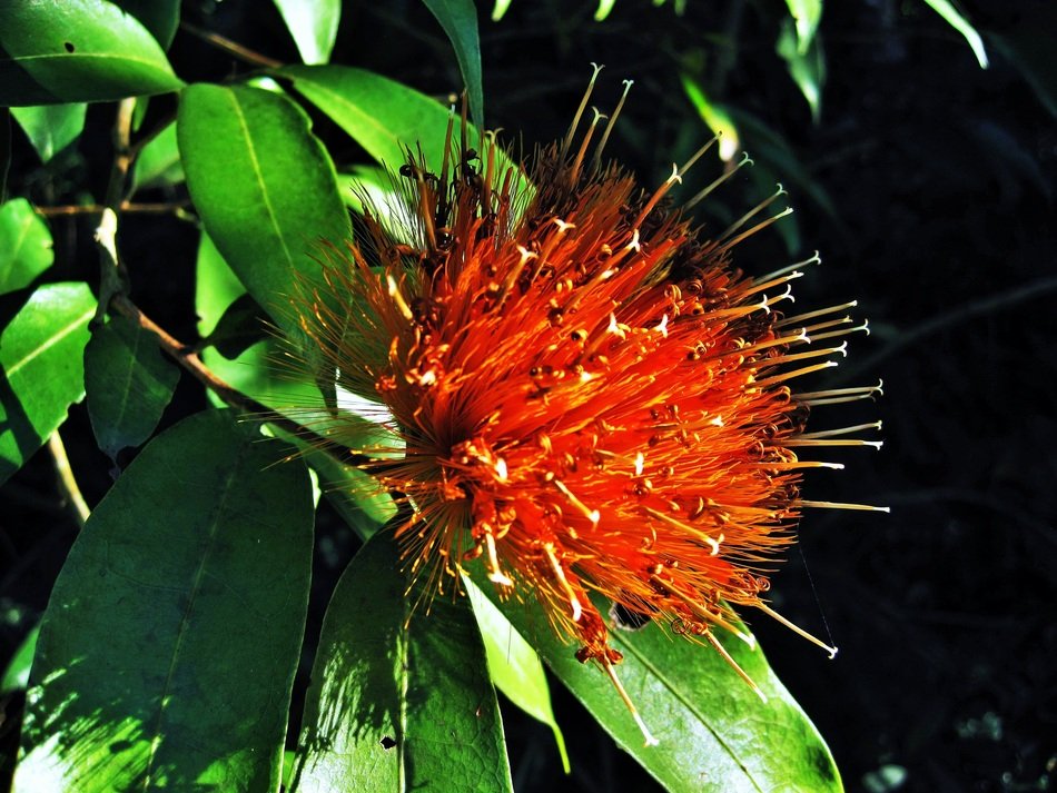 jardim botânico Exotic Flower