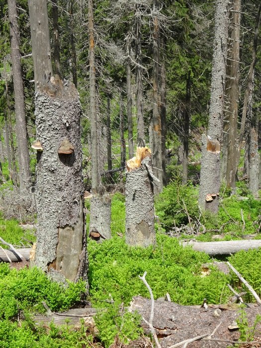 Landscape with the fallen tree in the forest