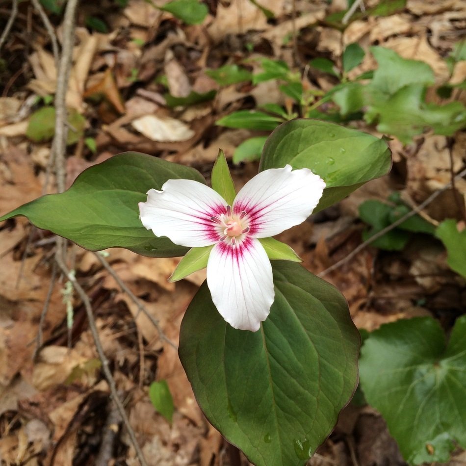 Beautiful and colorful trillium flower in the forest
