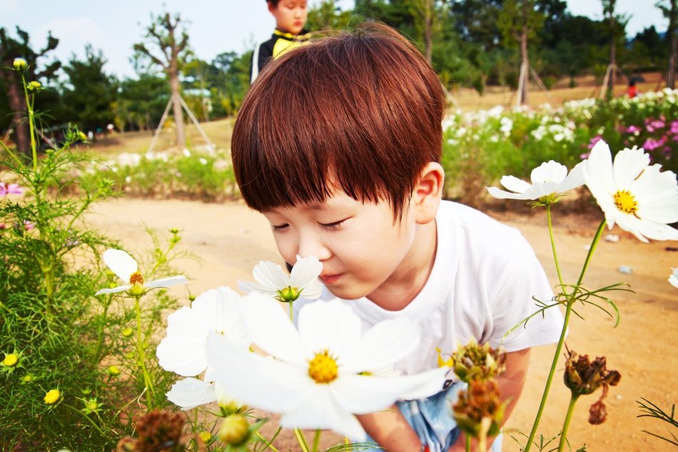 Picture of Asian boy is smelling the flowers