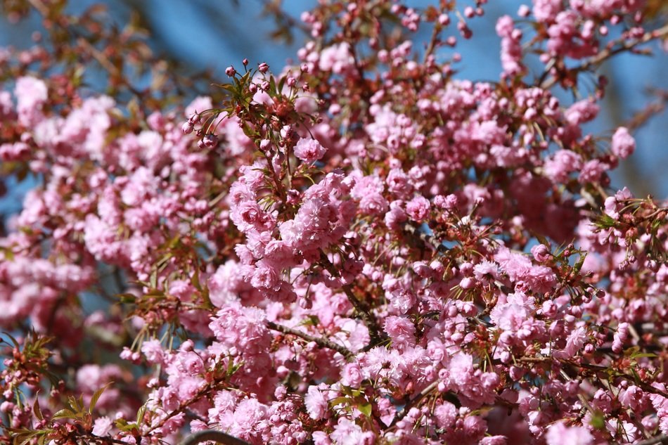 Spring Nature Flowers Trees