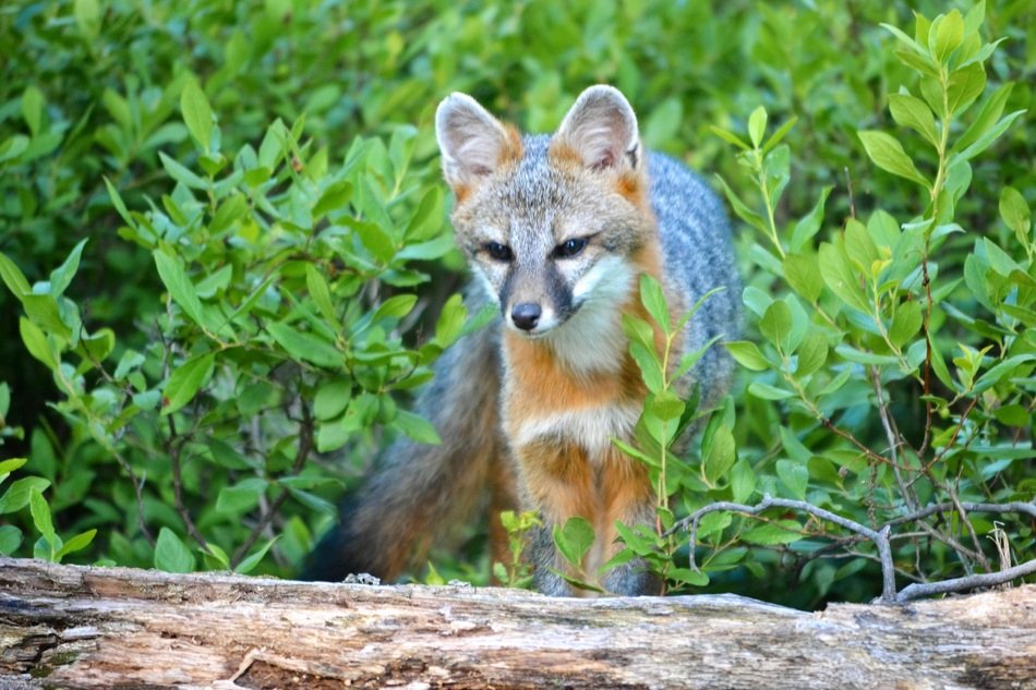 wild animal in the forest on a blurred background