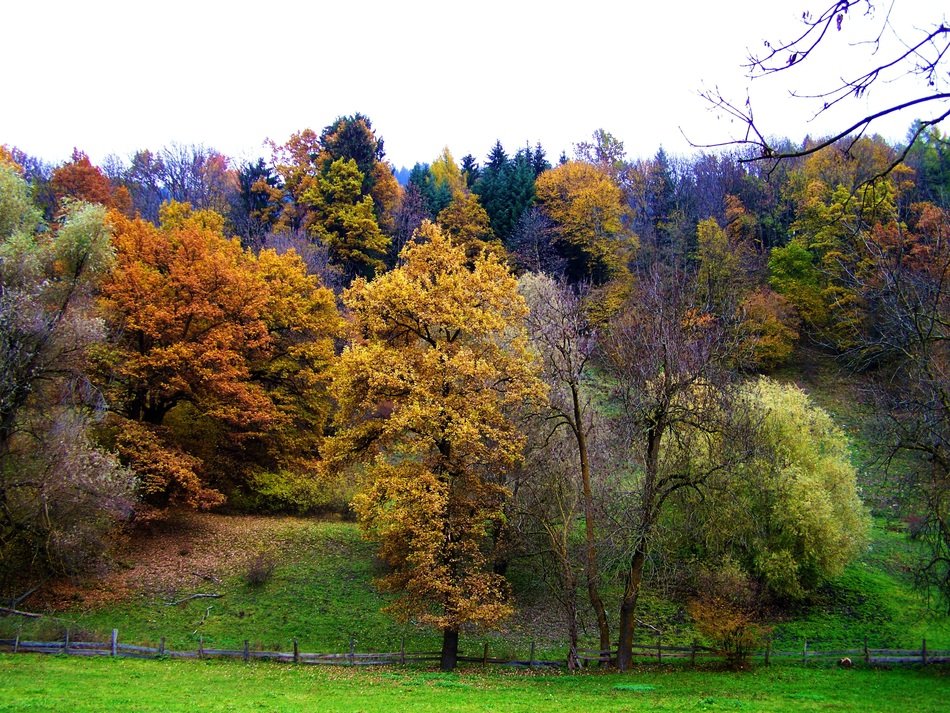 Landscape of autumn colorful forest