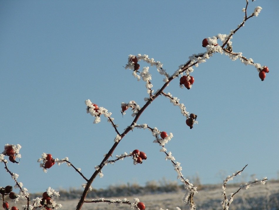 Plants in the winter in Slovakia